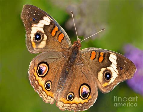 Buckeye Butterfly Photograph by Regina Geoghan - Fine Art America