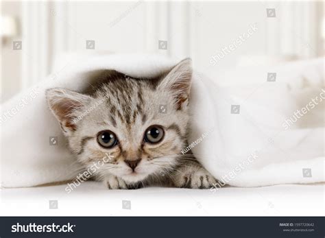 6,210 Kitten Under Blanket Images, Stock Photos & Vectors | Shutterstock