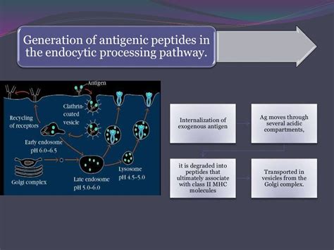 Antigen processing & presentation