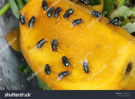 House Fly Food Contamination Hygiene Concept Stock Photo 1079854187 | Shutterstock