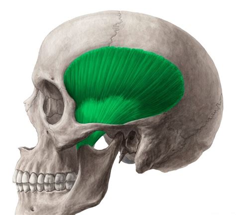 Muscle of the Day: Temporalis — Experience Physical Therapy - Buffalo ...