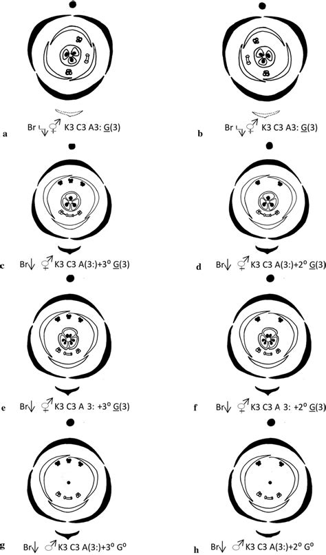 Floral diagrams and floral formula (Ronse De Craene et al. 2014); a ...