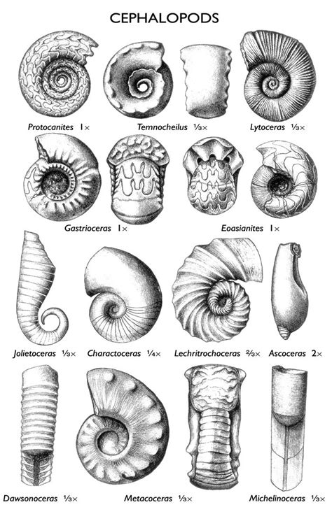 #cephalopod #fossilscephalopod fossils | Fossils, Prehistoric creatures, Geology