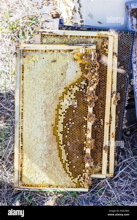 Collected beehive frames with caps, honey, bees Stock Photo - Alamy