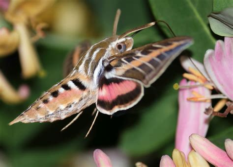 White-lined sphinx hummingbird moth (Hyles lineata) feeding on honeysuckle [OC] : awwnverts