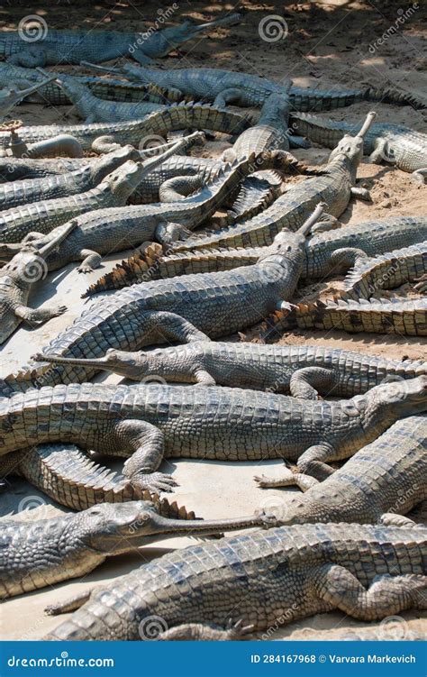 Sharp teeth of crocodiles stock photo. Image of amphibian - 284167968