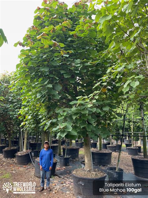 Talipariti Elatum: Blue Mahoe Tree For Sale | Treeworld Wholesale