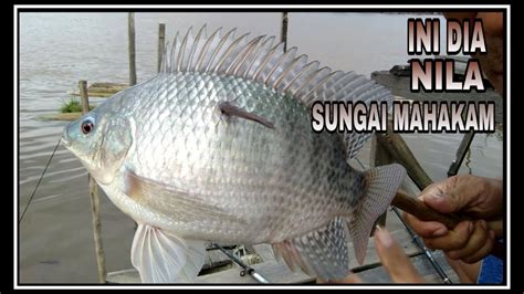 Mancing ikan nila di Sungai Mahakam - YouTube