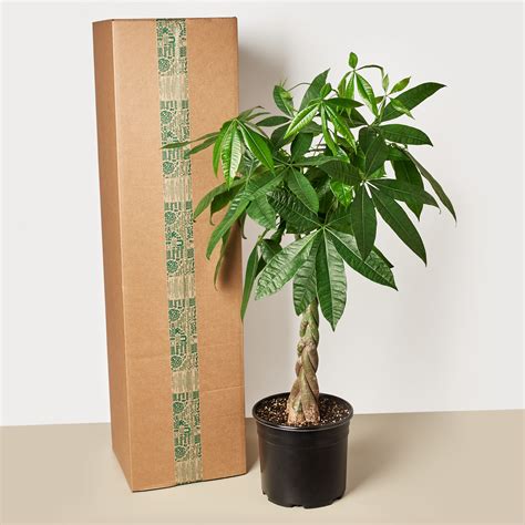 10" Indoor Plant Box — houseplantbox.com