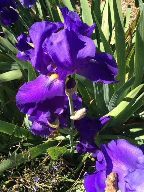 Deep purple Bearded Iris. | Purple garden, Garden, Plants