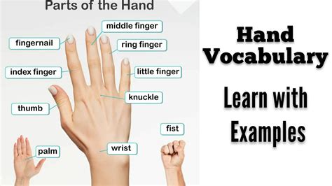 Parts of the hand. Hand parts. Hand vocabulary. - YouTube