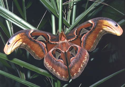 Attacus atlas (Atlas moth) (Phalaena atlas)