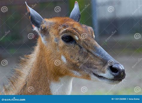 Antelope Nilgai or Blue Bull Stock Photo - Image of wild, herbivore: 133126088