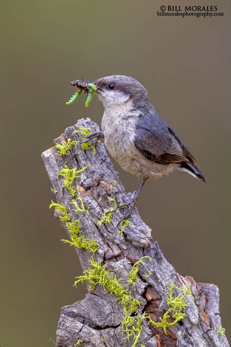 Pygmy Nuthatch | Bill Morales Photography