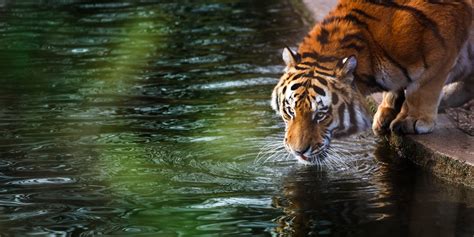 Majestic Tiger by the Water | 4K Ultra HD Wallpaper