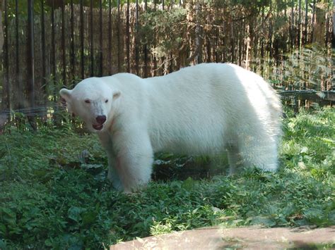 The Online Zoo - Polar Bear