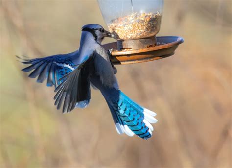 What Does The Blue Jay Eat, And How Can You Help Them? – HowToHelpAnimals.com