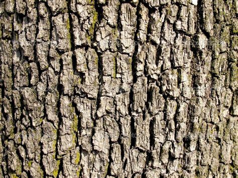 Текстура коры | Tree textures, Tree bark texture, Tree bark