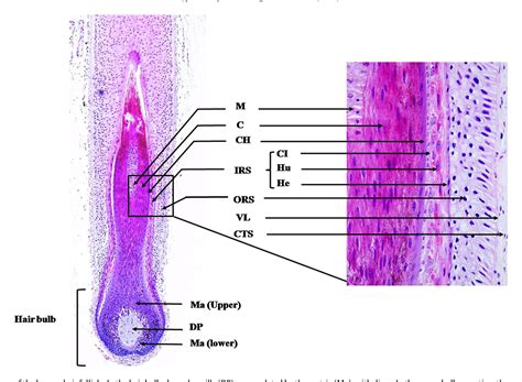 Integral hair lipid in human hair follicle. | Semantic Scholar