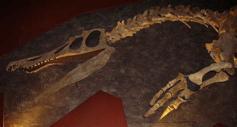 Baryonyx - Fossil Wiki, the paleontology wiki