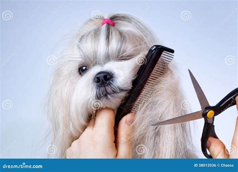 Shih Tzu Dog Grooming Royalty Free Stock Image - Image: 38012036