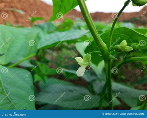 Beans flowers is garden. stock photo. Image of beautiful - 168906172