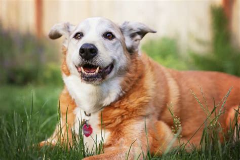 Congestive Heart Failure (CHF) in Dogs | Great Pet Care