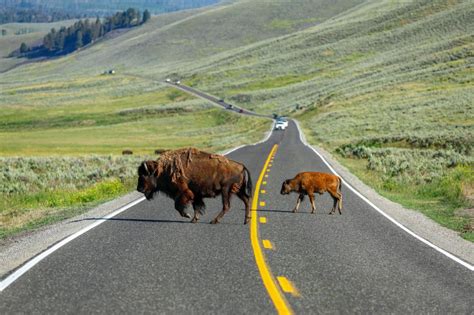 Top 5 Must-Do Activities in Montana’s Yellowstone Country - Billings ...