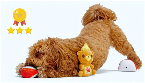 Top 10 Best Treat-Dispensing Dog Toys - Rocky Kanaka