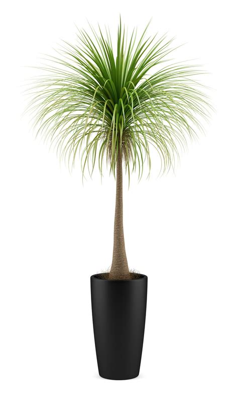 Incridible Potted Palm Trees For Potted Palm | Potted palm trees, Potted palms, Plants