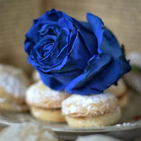 Do Blue Roses Exist - Are There Any Real Blue Roses? - Article on Thursd