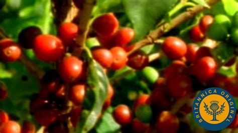 Coffee harvesting and drying in Brazil studied | Britannica