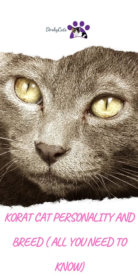 KORAT CAT PERSONALITY AND BREED ( ALL YOU NEED TO KNOW) - DorkyCats