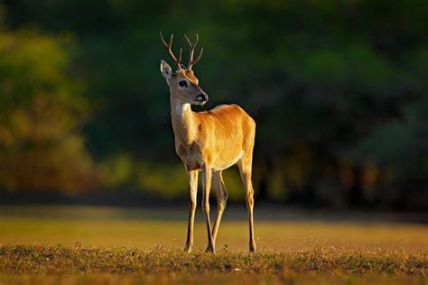 The Pampas Deer - Deer and Forests