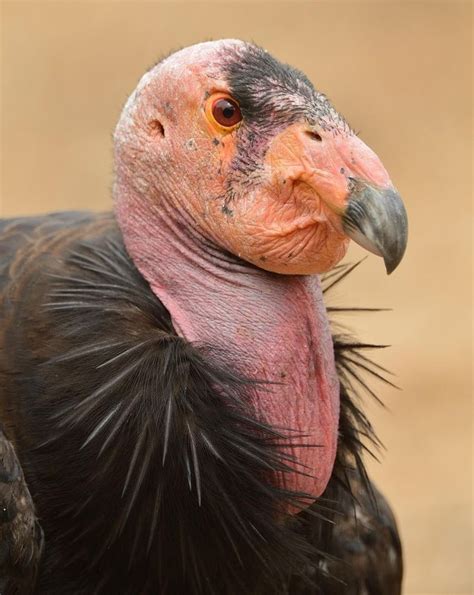 California Condor/Condor de Californie/Gymnogyps californianus | North american animals ...