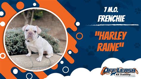 Frenchie Dog Training 🐶🦮Off leash Dog Training / Obedience Training 🦮🐶 - YouTube