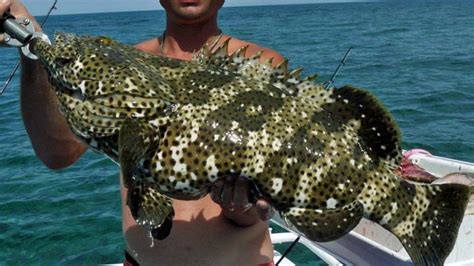 Estuary Cod - Fishing Cairns