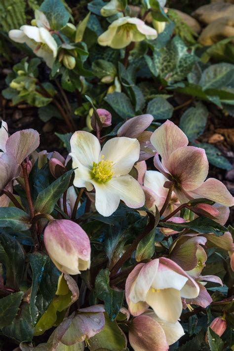 How to grow and care for Hellebores - Westbury Garden Rooms