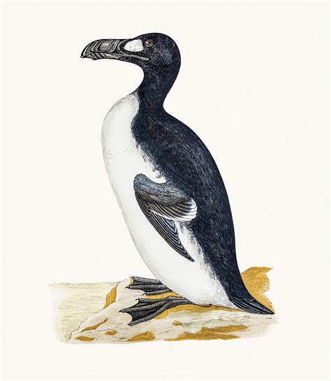 Great Auk Extinction by Taslima Khatun Rimi