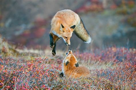 18 Of The Best Wilderness Photos From The Smithsonian’s “Wilderness Forever” Photo Contest ...