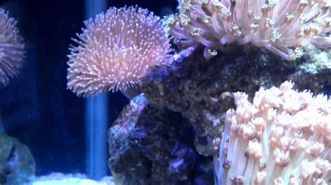 50 Gallon Saltwater Fish Tank - YouTube