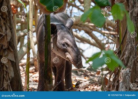 Baird`s Tapir in Corcovado National Park Stock Photo - Image of corcovado, colombia: 125765736