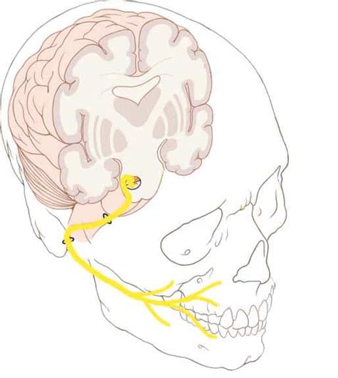 The Facial Nerve (CN VII) - Course - Functions - TeachMeAnatomy