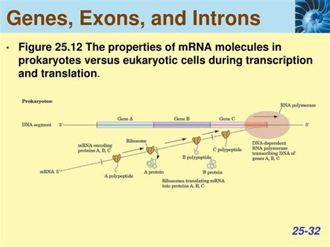 PPT - DNA Replication, Transcription and Translation PowerPoint Presentation - ID:2721535