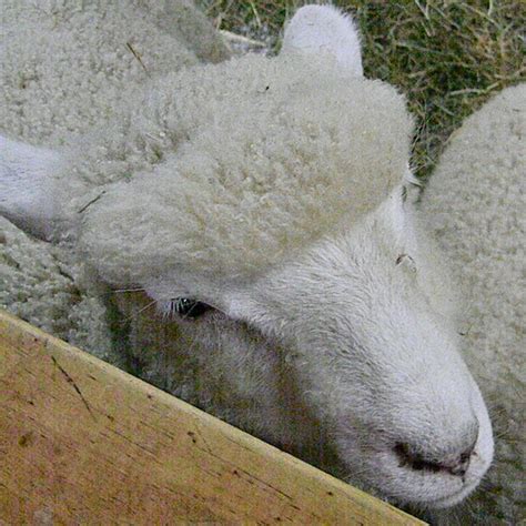 Nancy and Chuck - Retirement in Ecuador: New Zealand Sheep Sheep Sheep