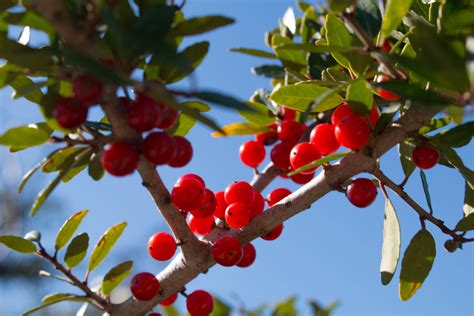 Yaupon Holly (U.S. National Park Service)