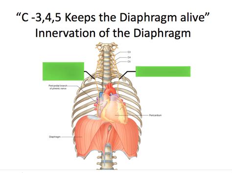 Phrenic nerve Diagram | Quizlet