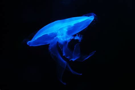 Free Images : nature, glowing, animal, dark, underwater, swim, peaceful, glow, jellyfish, blue ...