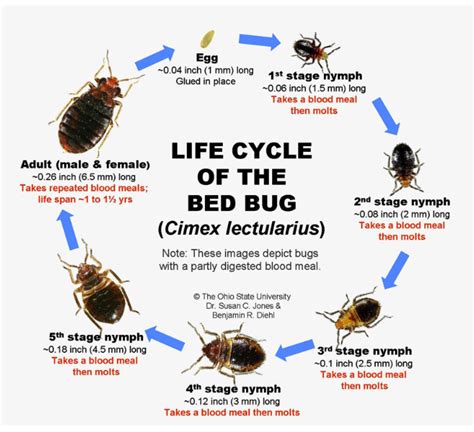 bed bug life cycle - Alethea Matlock