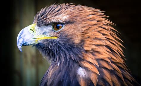 Animals Eagle Beak Wildlife Closeup Wallpaper - Resolution:2048x1253 ...